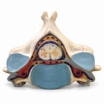 Fifth Cervical Vertebra
